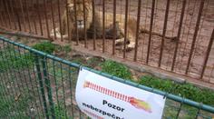 Muž z Prahy kvůli fotce strčil ruce do klece se lvem, ten neváhal!