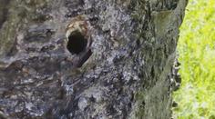 VIDEO: Vandal navrtal a otrávil stromy ve Valašském Meziříčí