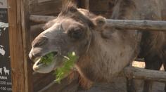 Tipy na výlety: Méně známé, ale se světovými unikáty. Podívejte se do českých zooparků