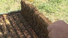 Medu je letos méně, bude zdražovat. Včelaři bojují i s drzými zloději