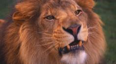 Smutná zpráva: Umřela legenda liberecké ZOO, lev Sultán!