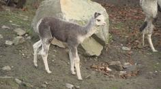 Příjemné překvapení v jihlavské ZOO. Narodila se tam lama druhu alpaka