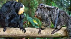 Zlínské zoo došla trpělivost. Sdílela video návštěvníků, kteří dali opicím čokoládu