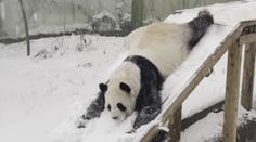 VIDEO: Nic roztomilejšího jen tak neuvidíte. Panda dováděla ve sněhu jako malé dítě