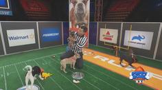 VIDEO: Nejroztomilejší akce roku. Tohle je psí Super Bowl