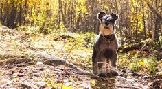 Fenka spolkla žalud, měla z toho těžkou otravu. Buďte obezřetní, varují veterináři