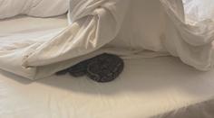 Personál pražského hotelu čekal šok. V pokoji se plazilo několik hadů
