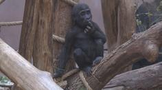 Gorilí kluk v pražské zoo si libuje ve výškách, diváků se nebojí