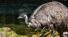 Česká minizoo šokovala veřejnost. Návštěvníci si jako suvenýr odnesli vejce emu