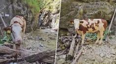 VIDEO: Ve Slovenském ráji uvízla kráva na ferratě. Nikdo neví, jak se tam dostala