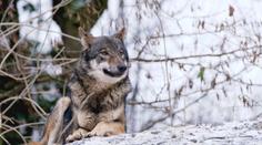 Úřad v Královéhradeckém kraji rozhodne o lovení vlků. Mohli by se střílet