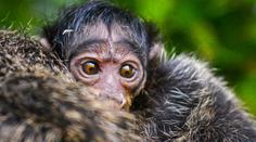 Zlínská zoo se raduje z mláděte "létající opice". To se zatím nehne od maminky