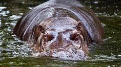 V pražské zoo zemřel hroch Slávek, bylo mu 33 let