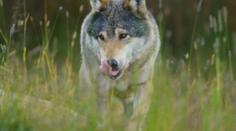 Vlků v Evropě přibývá. Kvůli útokům na dobytek se zvažuje snadnější odstřel