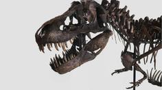 Aukční dům v Curychu prodá kostru T-rexe. Odborníci dražbu kritizují