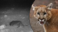 Lidi vyděsila šelma na fotopasti! Může to být puma, varuje obec