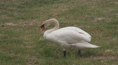 Do obce na Českobudějovicku se vrátily labutě. Vesnice instalovala speciální značky