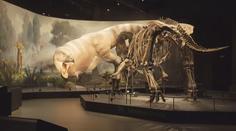 Obsáhlá prohlídka jedné z největších sbírek koster dinosaurů