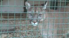 Dívenku (3) podrápala v zooparku puma, dítě skončilo ve špitále