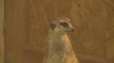 Zoo Hluboká se rozzářila do vánoční nálady. Zdobí ji téměř milion světýlek