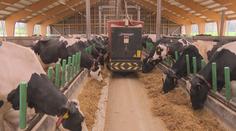 Nejmodernější kravín v Česku. Dojnice celý den krmí chytří roboti