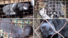 VIDEO: Takhle trpí zvířata v Česku! Jenom kvůli kožešinám!
