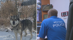 Vyděšení lidé v Ostravě volali strážníky kvůli vlkovi. Ukázalo se, že to byl pes