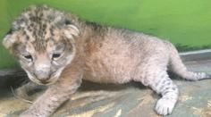Velká tragédie v hodonínské zoo. Zemřelo teprve měsíční lvíče