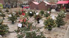 Zrůda zničila dětem stromečky, zuřili lidé v Ústí. Policie vše objasnila