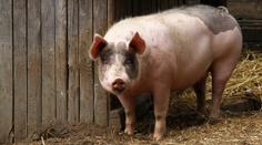 Lidé se mohou nakazit superbakterií od prasat. Je odolná vůči antibiotikům