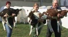 Kráva porodila trojčata