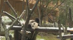 VIDEO: Panda si v čínské zoo užívá první sněhovou nadílku