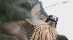 VIDEO: Souboj stroje a přírody. Naštvaný sokol se vypořádal s dronem po svém