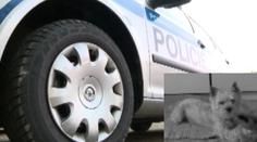 Policisté srazili psa a požadují náhradu škody na vozidle. Důkazy jsou ale podivné