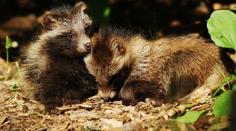 V Česku se přemnožil psík mývalovitý! Hrozí vážné narušení rovnováhy v přírodě