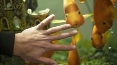 Jihlavské zoo dochází trpělivost s návštěvníky. Naše rybičky vám přání nesplní, zuří