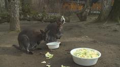 Zoo Děčín hlásí klokaní babyboom, mláďata už vykukují z "kapes"