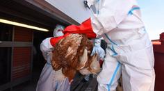Čína ohlásila první případ nákazy člověka virem ptačí chřipky H10N3