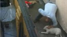 TYRANA udal soused! Jeho BRUTALITU na psovi natočil a pověsil na FACEBOOK…