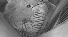 Zlínská zoologická zahrada slaví! Narodila se tam tři tygří mláďata
