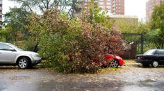 VÝSTRAHA: Vichr může vyvracet stromy, varují meteorologové