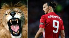 Zlatan je zpět ve hře! Proč o sobě mluvil jako o lvu?