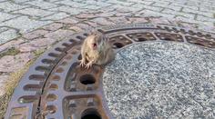 Tlustá krysa se zasekla v kanálu. Zachránili ji hasiči. VIDEO