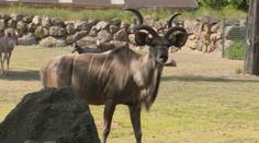 Tipy na výlet: Tyto zoo stojí za návštěvu. Uvidíte lvy, osly i rostliny