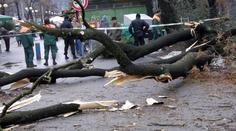Neštěstí! Na muže se zřítil strom, při převozu do nemocnice zemřel