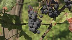 Čeští vinaři by na tuto sezónu nejraději rychle zapomněli, říká pěstitel