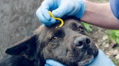 Klíšťata vylézají už nyní. Může to stát zdraví lidi i mazlíčky
