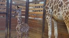 Zoo ve Dvoře Králové má první letošní přírůstky