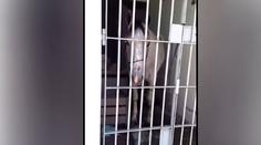 Kůň kopl do auta, za nebezpečné jednání skončil za mřížemi! VIDEO