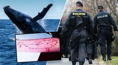 Policie: Modrá velryba je v Česku! Prověřujeme podezřelá úmrtí dětí